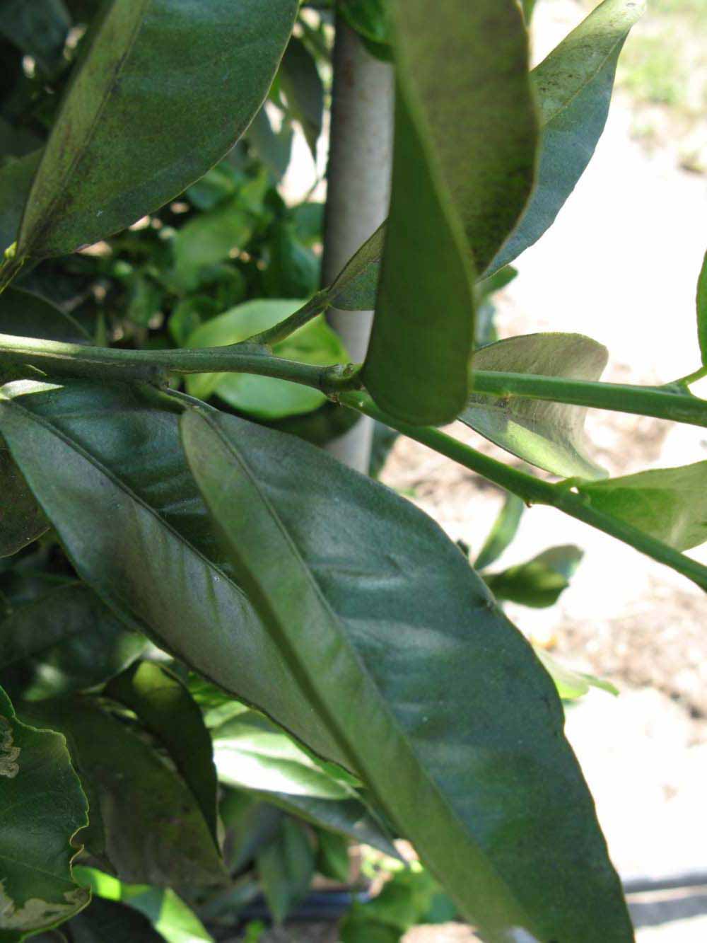              Shade leaves (Winter Haven, FL)       